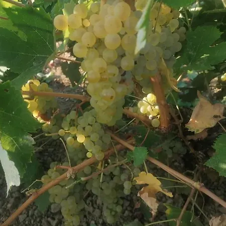 Marinos * Kalamákion